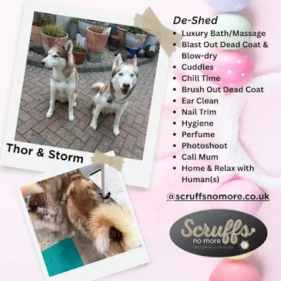 Scruffs No More, Grooming For Dogs in Portsmouth, Hampshire