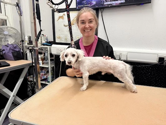 Scruffy 2 Fluffy Dog Grooming School