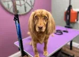SCRUFFY 2 FLUFFY MOBILE DOG GROOMING