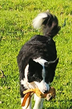 Scruffy 2 Scrumptious Dog Grooming
