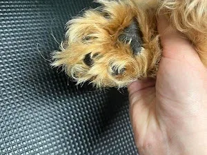 Scruffy Paws Dog Grooming
