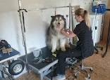 Scruffy Puppys