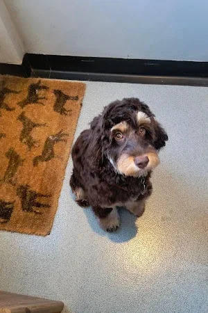 Scruffy Tails Dog Groom