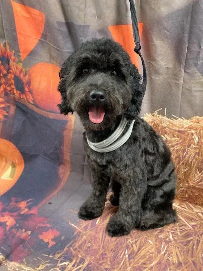 Scruffy to Fluffy Dog Grooming