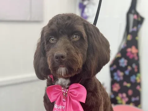 Scruffy To Fluffy Dog Grooming Torbay