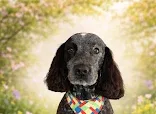 Scruffy to Fluffy Professional Pet Grooming