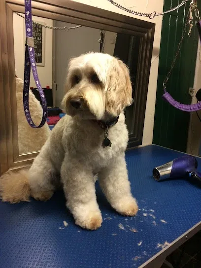 Scruffys Dog Grooming