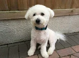 Scrufts mobile dog wash Worcestershire