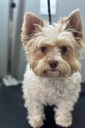 Scrumptious Dog Groomers