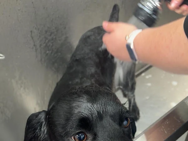 Self Service Dog Wash - Lucky Mutt