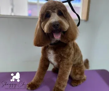 Shaggy Chic