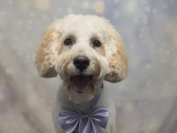 Shake & Style Dog Grooming