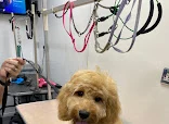 Shampoo and Setters