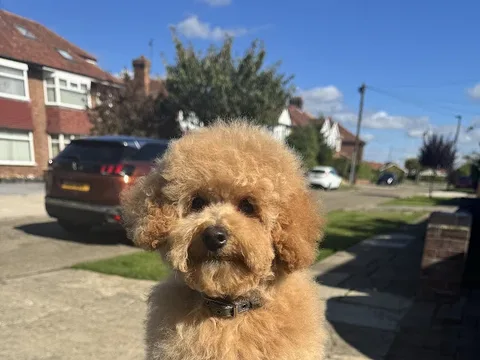 Shampooch Dog Groomers