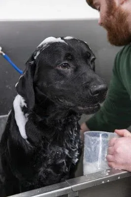 Shampooch dog spa (Chepstow - Was Julie's Mucky Pups)