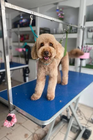 Shampooch Grooming Salon