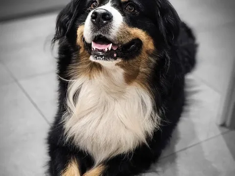 Shampooch Grooming Studio