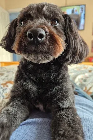Shampooch & Setter dog grooming