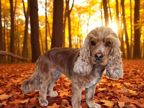 Shampooches dog groomer 1-2-1 home based