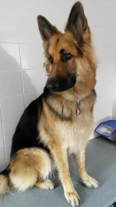 Shampoochez Dog Grooming