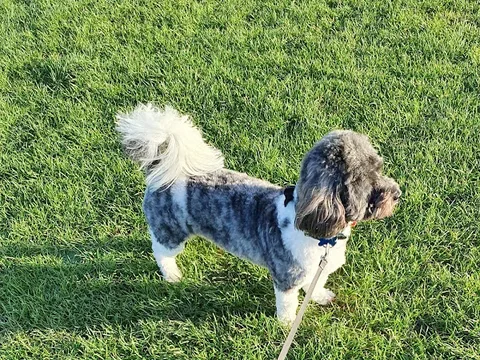 Shampoochie
