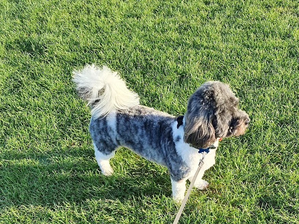 Shampoochie
