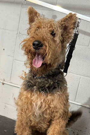 Shampoodle Dog Grooming