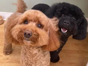 Shampoodles Grooming Boutique