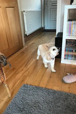 Shannen's Pampered Pooches