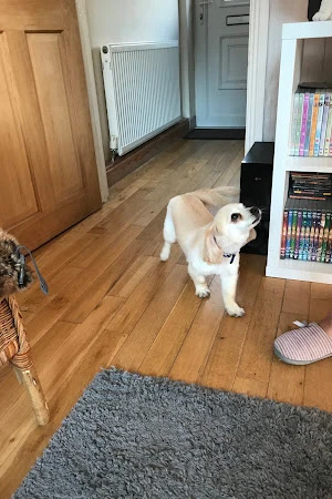 Shannen's Pampered Pooches