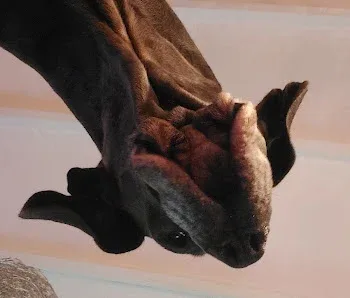 Shaw's Paws