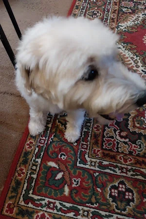Shear Pawfection