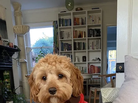 Shire Pet Nurse