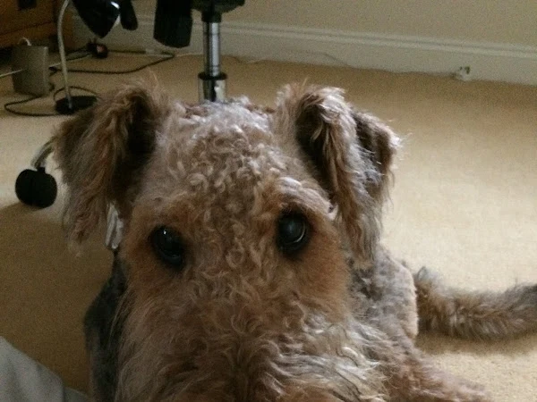 Short Bark & Tails Dog Grooming