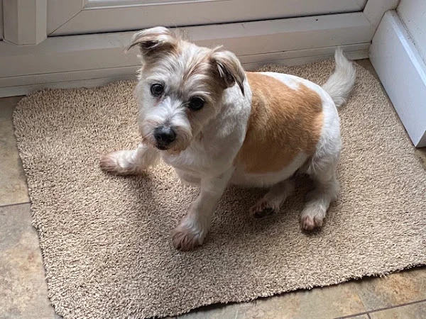 Shropshire Dog Grooming