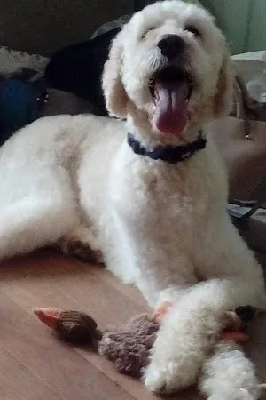 Sirius Grooming