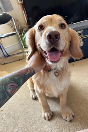SJ Dog Grooming