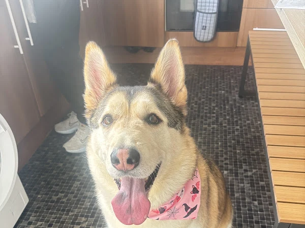 Skye’s Pretty Paws Dog Grooming