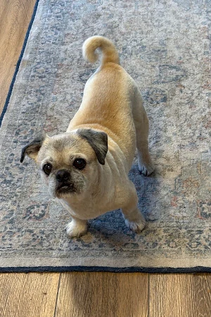 Sleek & Chic Dog Groomers