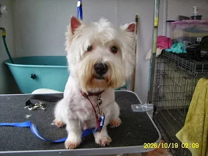 Smart Dogs Grooming Parlour