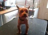 Smart Dogs Professional Groomers