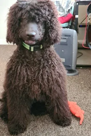 Smart Paws Dog Grooming