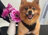 Smart Paws Dog Grooming - Swansea