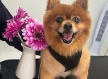 Smart Paws Dog Grooming - Swansea