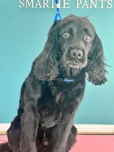 Smartie Pants Dog Grooming