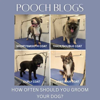 Smitten Pooches Dog Grooming