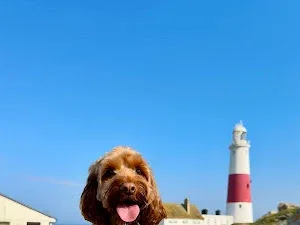 Sniff & Co. Dog Grooming