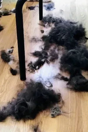Snip Snip Mobile Cat Grooming Bracknell
