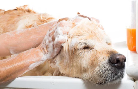 Snips Dog Grooming