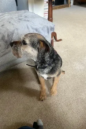 Snooties Groomers
